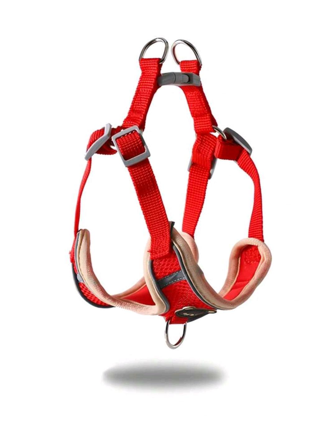 Harness & Leash