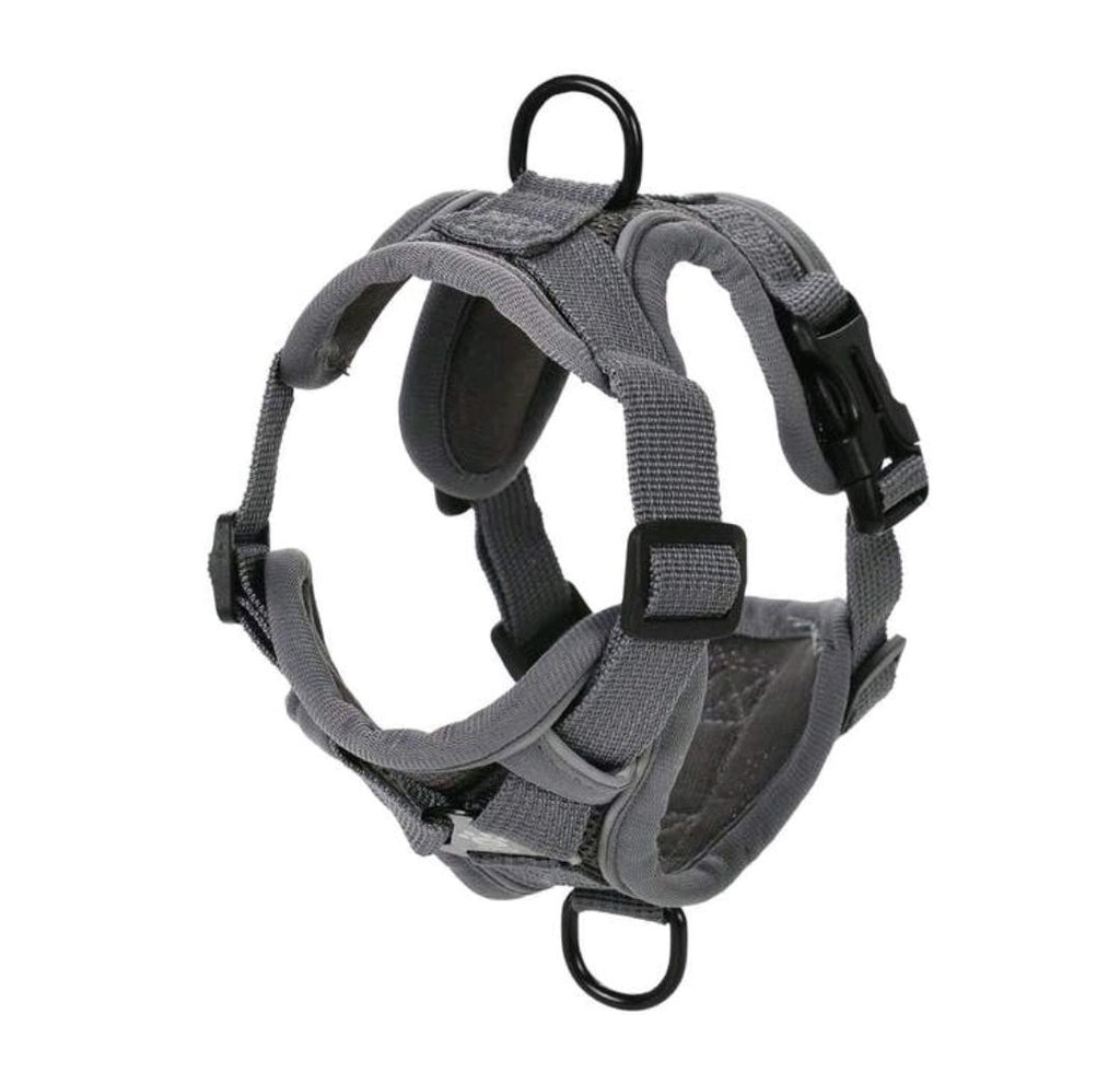 Harness & Leash