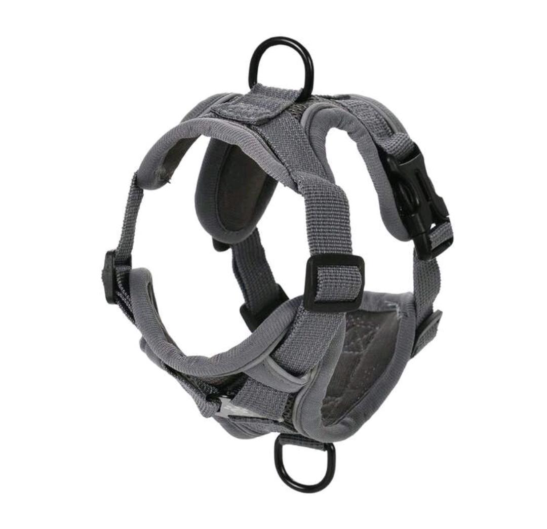 Harness & Leash